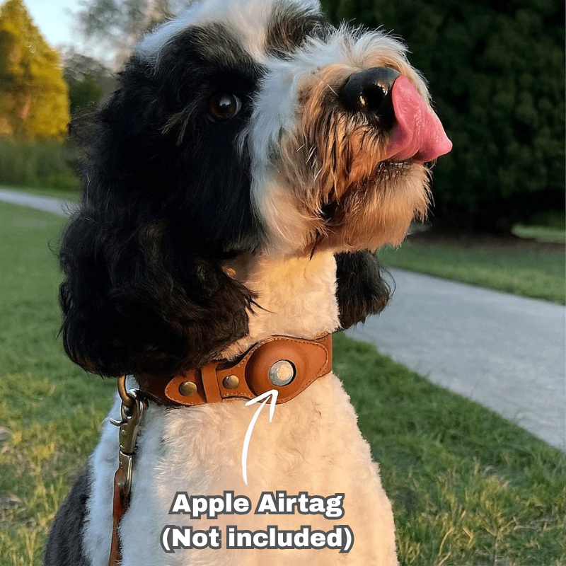 LOK8™ AirTag Hunde-Halsband